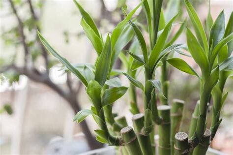 招財 植物 風水